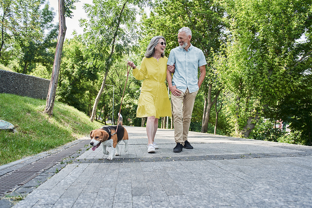A mature couple laughing while walking their beagle through a park